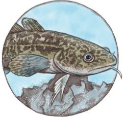 Wiederansiedlung der Quappe