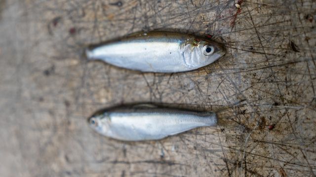 Juvenile Maifische aus dem Fang eines Aalschokkers kl