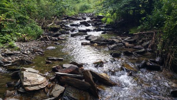 Tag der Fische 20210811 130940 600x